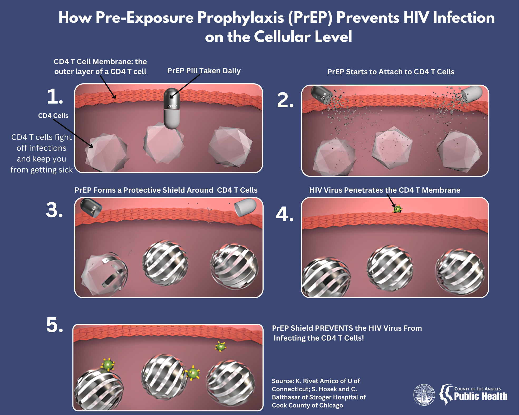 Preview of How PrEP Works on the Cellular Level flyer